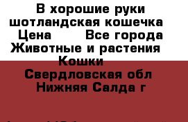 В хорошие руки шотландская кошечка › Цена ­ 7 - Все города Животные и растения » Кошки   . Свердловская обл.,Нижняя Салда г.